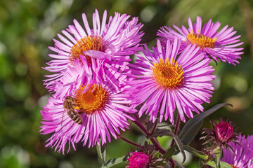 Gartenform der Raublatt-Aster (Symphyotrichum novae-angliae, Neuengland-Aster, Michaelmas daisy) mit rosa Strahlenbl&uuml;ten und  mit einer Honigbiene.