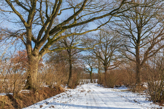 Feldweg mit Knicks (Wallhecken) auf beiden Seiten, ein sog. Redder, mit Eichen als sog. Überhältern im Winter Mitte Februar mit Schneedecke bei Wakendorf II in Schleswig-Holstein, Deutschland.