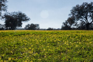 Obraz premium field with yellow flowers on the grass and trees