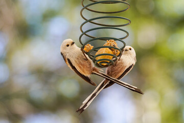 bird on a branch