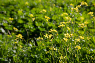 field with yellow flowers on the grass