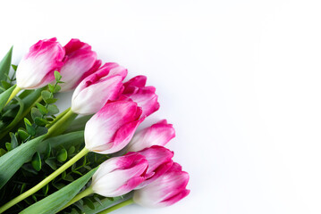 White-pink tulips and sprigs of greenery on a white background with a place for writing text.