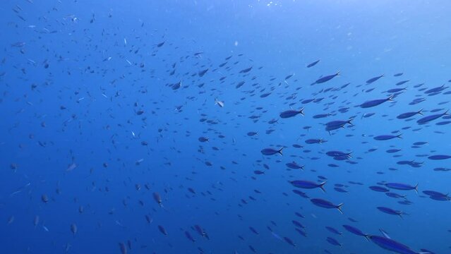 Seascape with School of Boga fish in the coral reef of the Caribbean Sea, Curacao