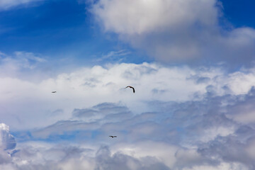 A bald eagle or Haliaeetus leucocephalus soars through a blue sky in the Kilim Geoforest national park, Malaysia