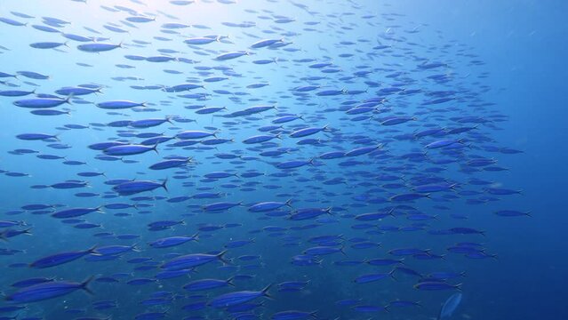 Seascape with School of Boga fish in the coral reef of the Caribbean Sea, Curacao