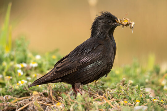 Wild black starling eating insect