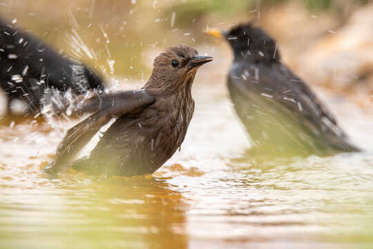 Wet black starling standing in puddle