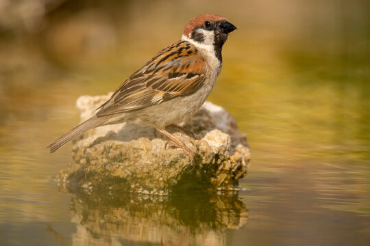 Cute tree sparrow sitting on stone near water