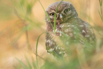 Fluffy little owl resting on grass