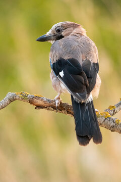 Cute colorful bird sitting on branch