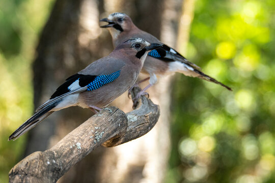 Cute pair of colorful birds sitting on branch