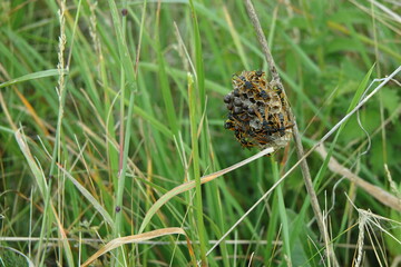 Bees on a branch in the wild.a beehive on a green branch. wasps.	