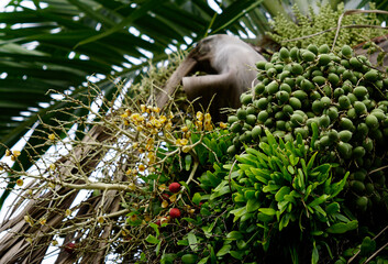 Areca catechu fruits clusters and flowers