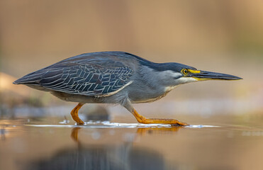 Green-backed heron in stealth mode for hunting fish