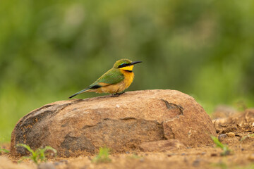 Little bee-eater perched on a large rock in natural habitat