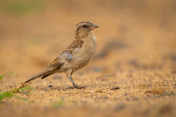 Yellow-throated bush sparrow in natural habitat