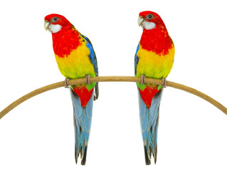 Fototapeta na wymiar two rosella parrot isolated on white background