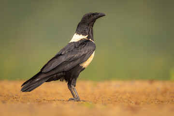 Pied Crow isolated against a neutral green background