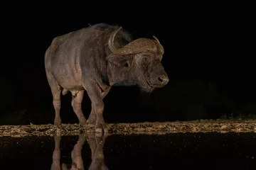 Foto auf Alu-Dibond African buffalo in the night at the watering hole © Wim