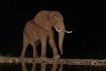 Fototapeten Elephant visiting the watering hole in the night © Wim