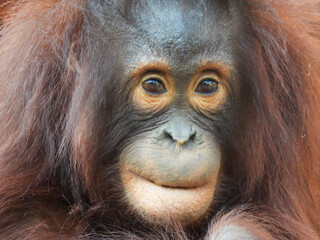 Young captive orangutan in Tampa Florida