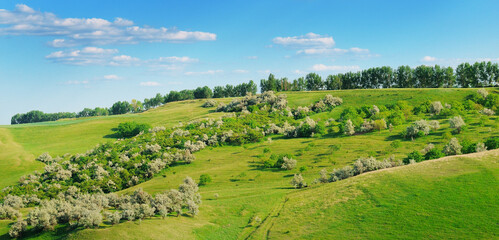 Green meadow (pasture) on a hilly landscape.