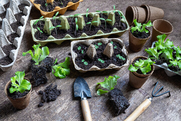 Biodegradable reused egg trays and coconut pots with seedlings on the wooden table with gardening tools, environmentally friendly living and sustainable home gardening concept