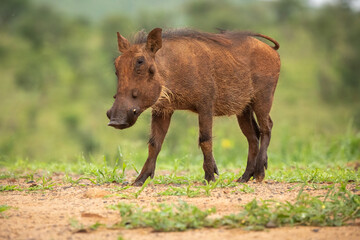 Warthog in a natural environment