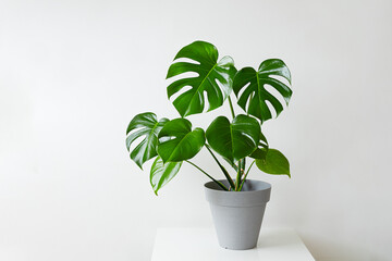 Monstera deliciosa or Swiss Cheese Plant in a gray flower pot on a white table, home gardening and connecting with nature