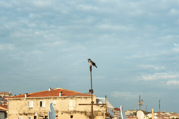 A bird perched on an antenna pole on the roofs of a city