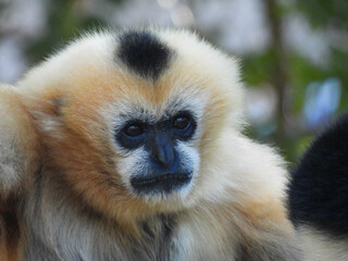 Young female northern white-cheeked gibbon