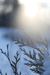 Top branches covered with snow against sunny sky, frozen trees in the forest sky background