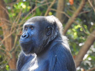 A large captive female gorilla watching her baby
