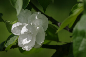 rare apple tree flowers - double