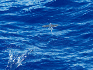 Flying fish (Scientific : Exocoetidae), a family of marine fish in the order Beloniformes class Actinopterygii, flying like a bird