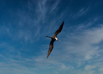 Lesser frigatebird(Fregata ariel)in the tropical zone of the Atlantic