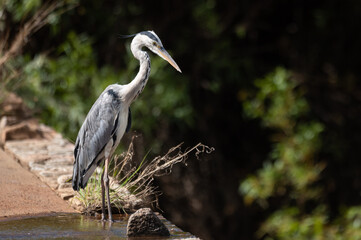 Ardea cinerea - Grey heron - Héron cendré