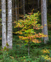 Bunter Baum im Wald bei Scheffau am Wilden Kaiser, Tirol, Österreich