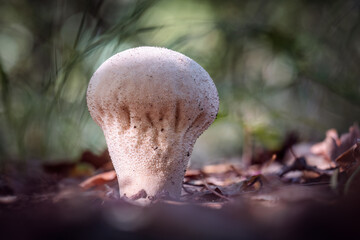 Smooth puffball mushrooms (Lycoperdon molle)