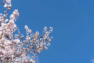 almond tree tender pink bloom, close up spring of almond tree twigs on blue sky background