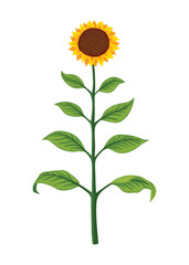 Fototapeta premium Sunflower growth stage, mature plant. Agriculture plant development. Harvest animation progression phase