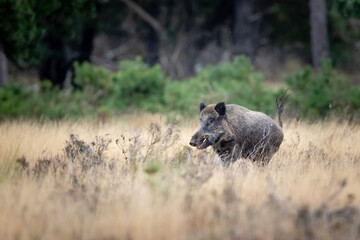 big male wild boar