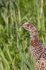 pheasant in the grass