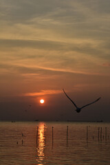 the fascinating sunset and  silhouette single seagull flying in v shape  above the sea