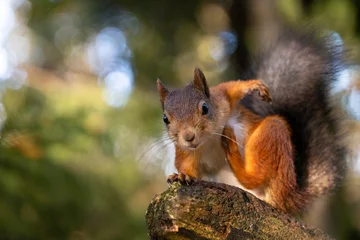 Zelfklevend Fotobehang squirrel eating nut © Mikko