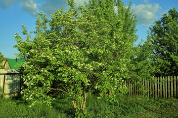 an apple tree blooming in spring with green leaves and densely covered with white flowers. wood. food. healthy food. gardening.
