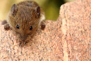 Naklejka na ściany i meble Closeup look (view) on focus mouse eye. Tame cute house mouse (Mus musculus) is outdoor on stone and background is blurred. Around is copy space (empty, free place) for text.