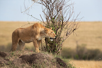 A subadult lioness observing from the top of a mound, Masai Mara, Kenya