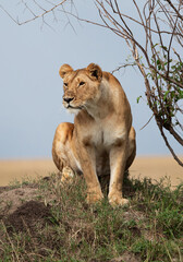 A sub adult lioness on a mound, Masai Mara, Kenya