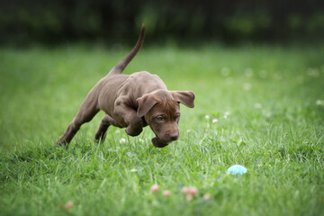 Cute american pit bull terrier puppy outdoors - obrazy, fototapety, plakaty